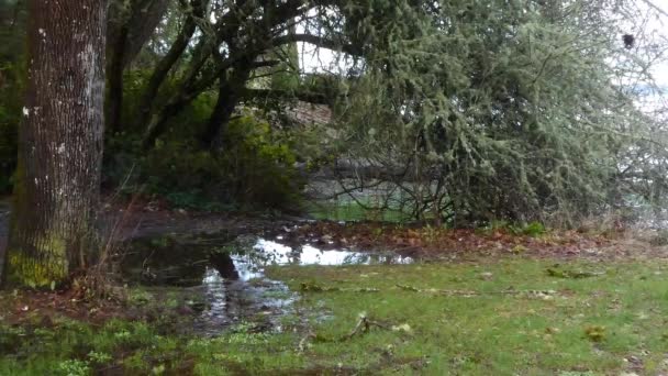 Drainage de la tempête printanière coulant vers le son puget — Video