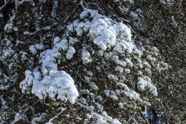 bir çam ağacı dalı kapsayan kar kümeleri