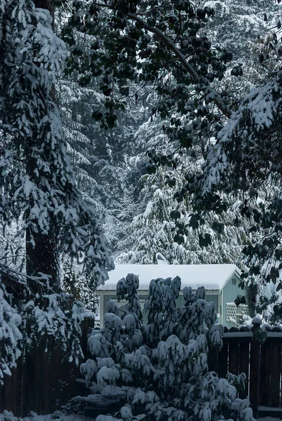雪覆盖的松树周围的一个老棚子 — 图库照片