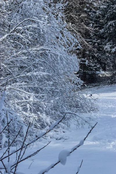 Pared de ramas cubiertas de nieve en un parque — Foto de Stock