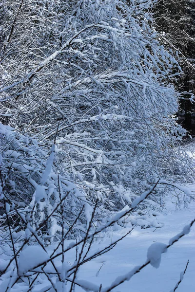 Gruesa pared de ramas cubiertas de nieve — Foto de Stock