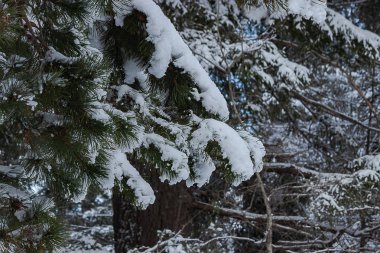 Beyaz karla kaplı çam ağacı dalı
