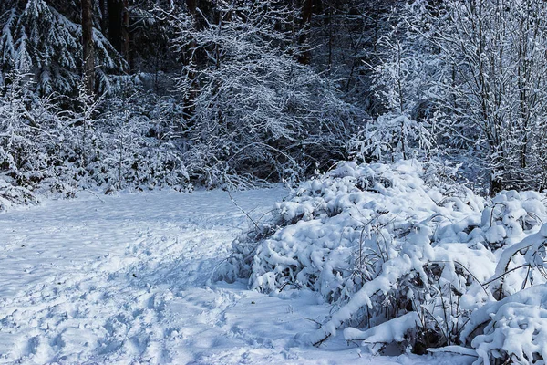 Árboles y arbustos congelados en un parque en invierno — Foto de Stock