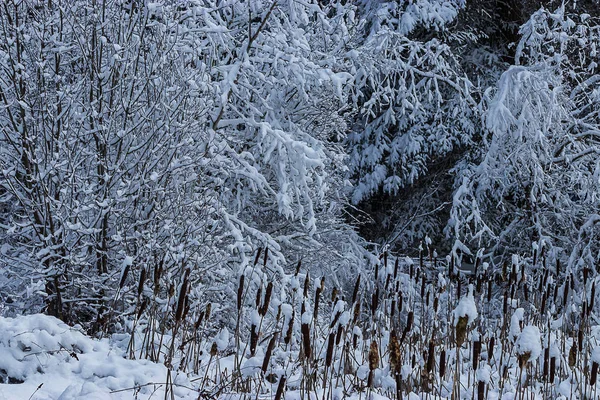 Colas cubiertas de mucha nieve blanca — Foto de Stock