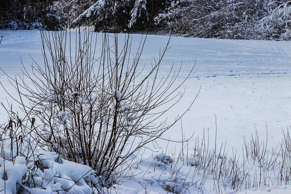 Arbusto en invierno rodeado de mucha nieve blanca — Foto de Stock