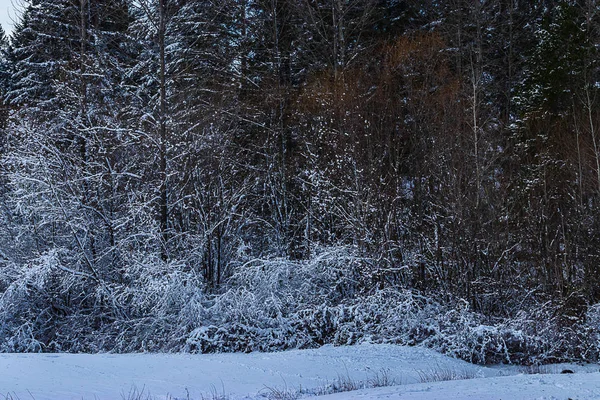 Árboles y maleza empanados en nieve blanca — Foto de Stock