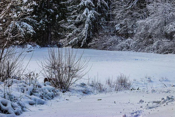 Pequeño arbusto en un gran parque con nieve — Foto de Stock