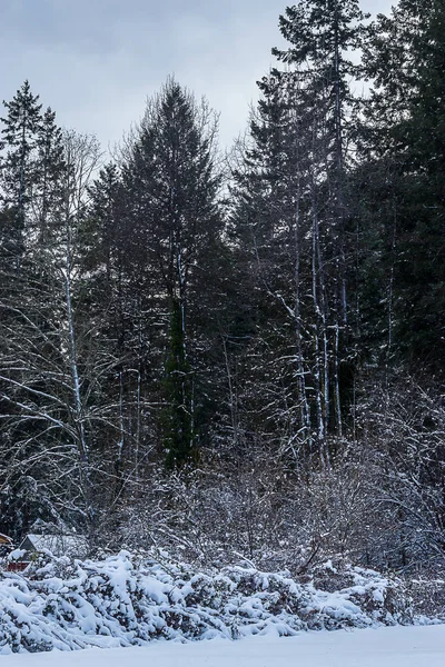 Mohutné stromy v zimě, pokrytá bílým sněhem — Stock fotografie