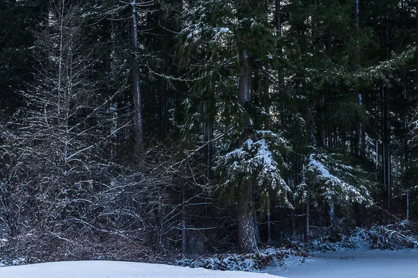 Pino escarchado en un parque con fuertes nevadas — Foto de Stock