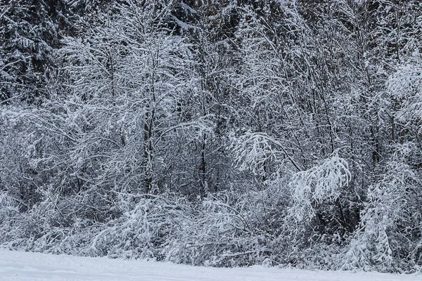 Nieve blanca que cubre una línea arbórea y un parque forestal — Foto de Stock