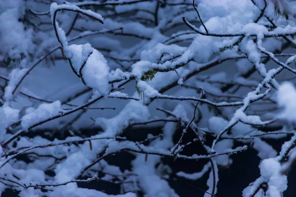 Kępy śniegu zebrane na Omszałych drzew — Zdjęcie stockowe
