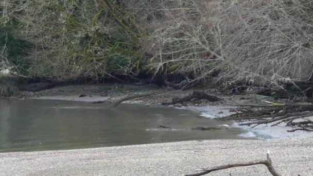 Rimpelingen van het water stroomt naar Rocky Shore langs Puget Sound — Stockvideo