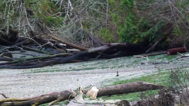 Panorering längs kanten av skogen med Puget ljud strand — Stockvideo