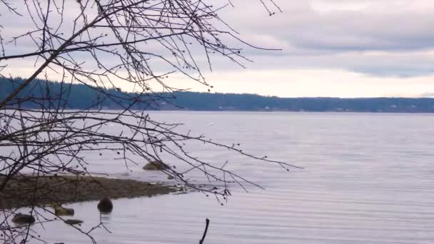 Przesuwanie przez ciemne gałęzie z wodą Puget zimą — Wideo stockowe