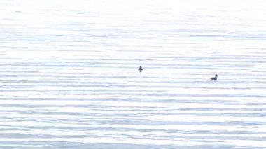 su üzerinde çırparak Puget ses sularında ördekler