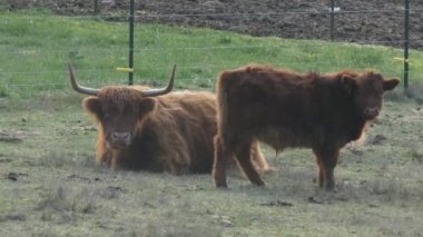 iki Yaylası inekler mera kenarında dinlenmek
