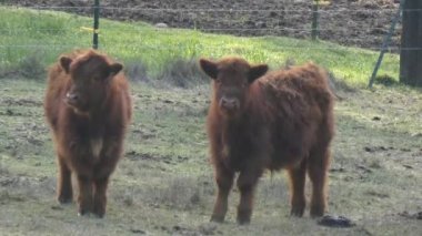 Yenidoğan Yaylası Dana çifti alanında birlikte stand