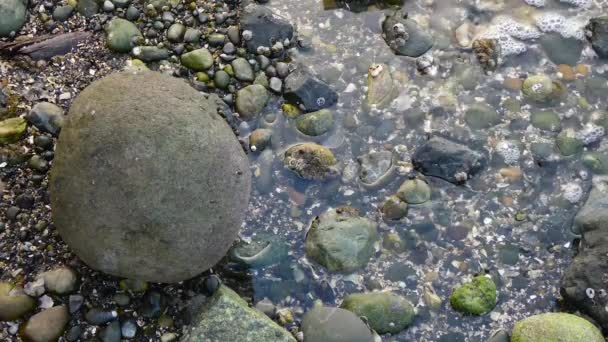 Manos de hombre levantan piedra para mostrar cangrejos bebé corriendo por agua salada — Vídeo de stock