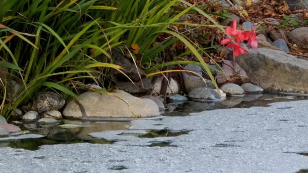 Blasen und Schaum fließen entlang Teich in der Nähe von Blumen — Stockvideo