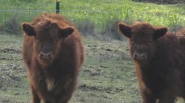 alanda ayakta genç Yaylası inekler