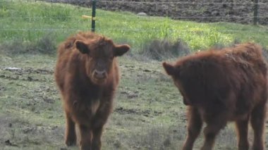 bir alanda etrafında ayakta genç Yaylası inekler