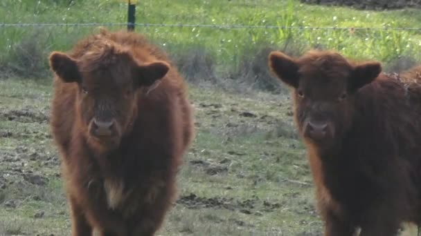 Unga Höglands kor som står i fält — Stockvideo