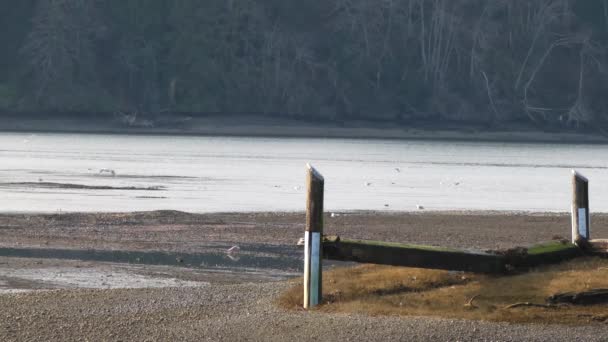 Seagulls pływające wokół starego peir — Wideo stockowe