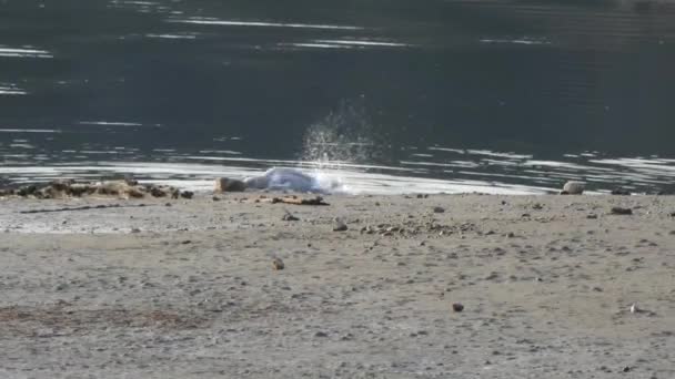 Чайка купается в озере — стоковое видео