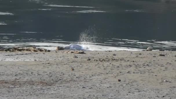 Gaivota tomando banho em um lago — Vídeo de Stock