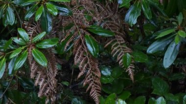 Yağmurlu öğleden sonra kahverengi eğrelme ve yeşil yaprakları