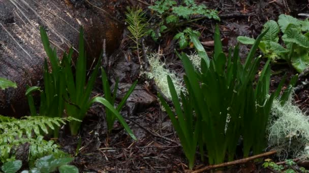 Green spring bulbs rise from garden in soft rain — Stock Video