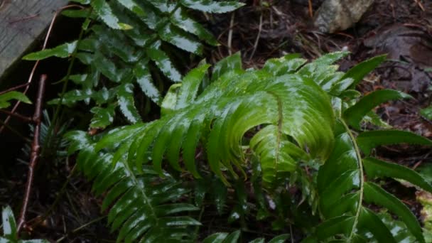 Pioggia soffice che cade su giovane felce verde — Video Stock