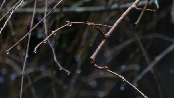 Штормовой день желаем мягкого дождя на ветвях голых вишневых деревьев — стоковое видео