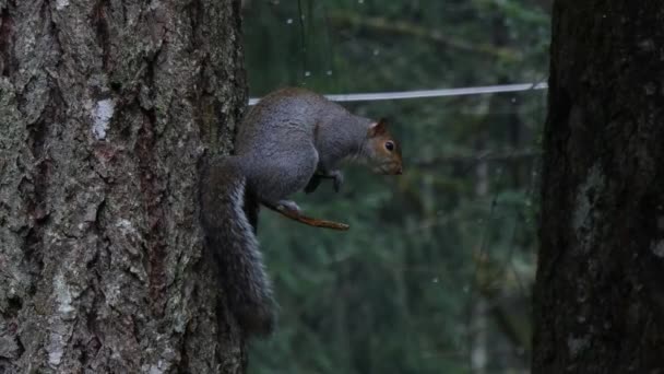 Ardilla sentada en un árbol escondida de la lluvia contra un tronco — Vídeo de stock