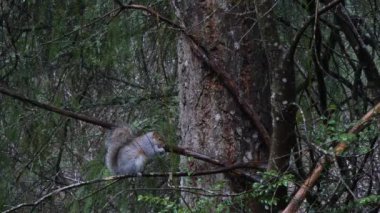 ormanda ıslak dalları üzerinde yeme yağ gri sincap