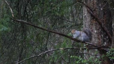 yağmur oynarken ve ormanda yeme gri sincap