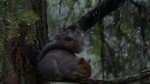 Серая белка обнимает ветку дерева под дождем в лесу — стоковое видео