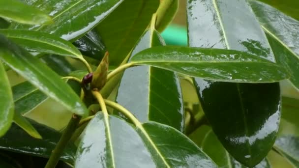 Rhododendron bahar gününde yağmurdan ıslak yaprakları — Stok video