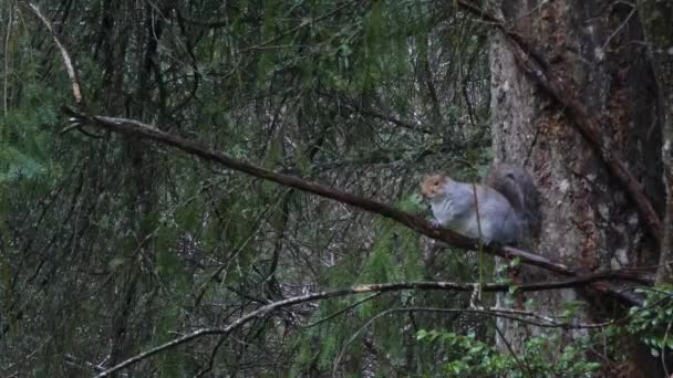 Серая белка в дождь играет и ест в лесу — стоковое видео