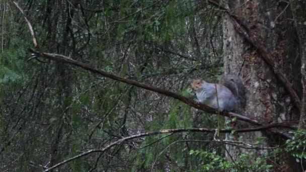 Grauhörnchen im Regen spielt und frisst im Wald — Stockvideo