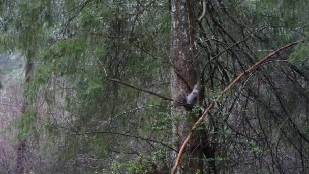 Grauhörnchen krabbelt am Waldrand — Stockvideo