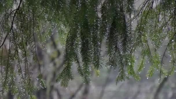 Gotas de agua brillante cuelgan bajo en ramas de pino — Vídeos de Stock
