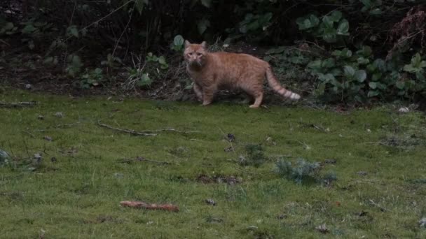 Oranžová kočka prosteje po okraji trávníku nedaleko lesa — Stock video