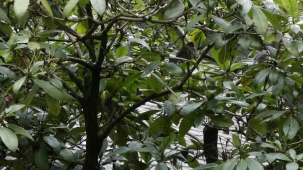 Rododendro grande alberga aves pequeñas de clima tormentoso — Vídeo de stock