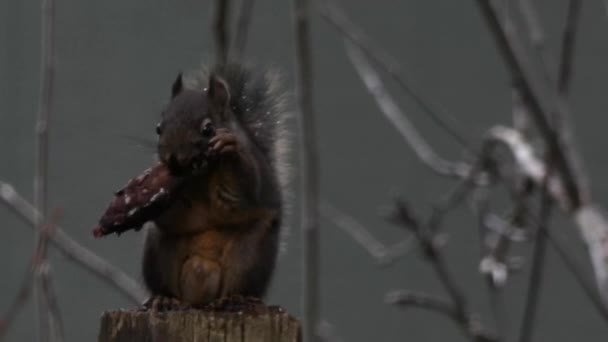 食べるときにリスの尾に雨が落ちる — ストック動画