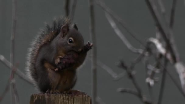 Primer plano de pequeña ardilla comiendo un cono de pino — Vídeo de stock