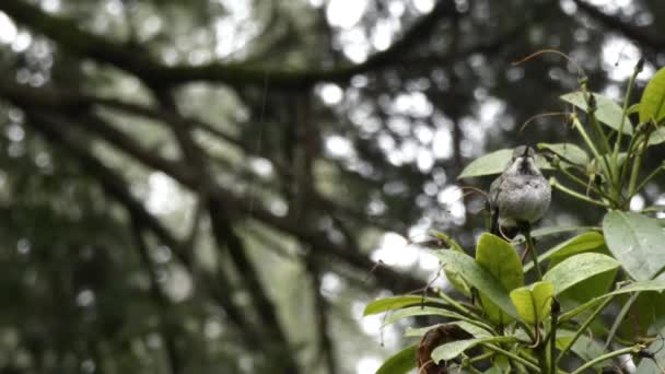 Regen fällt im Winter auf kleinen Kolibri — Stockvideo