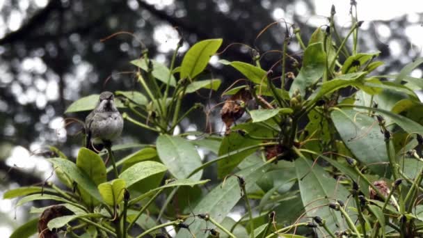 Rododendro sostiene pequeño colibrí en día lluvioso — Vídeos de Stock