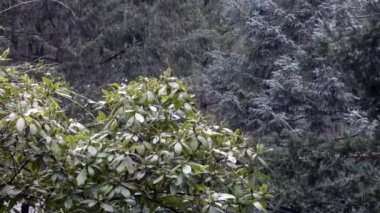 Pasifik Kuzeybatı kar ormanda Rhododendron ve çam