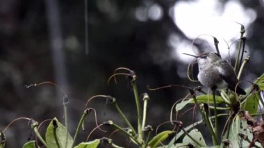 fırtınalı gün yeşil Bush üzerinde oturan Hummingbird